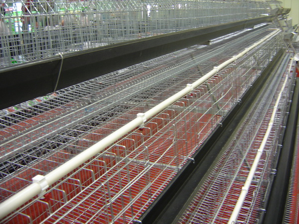 Broiler Cage